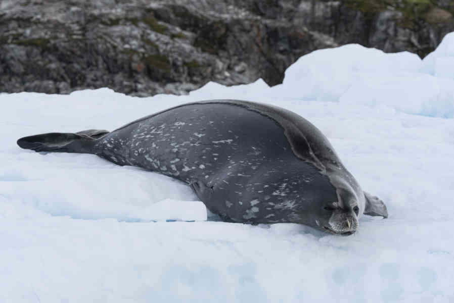 Foca de Weddell - Antártida 03.jpg